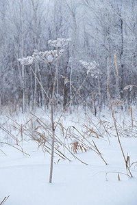 在雪和白霜下的冬天干冻草图片