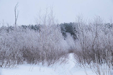 在雪下没有叶的无冬树和本底有松图片