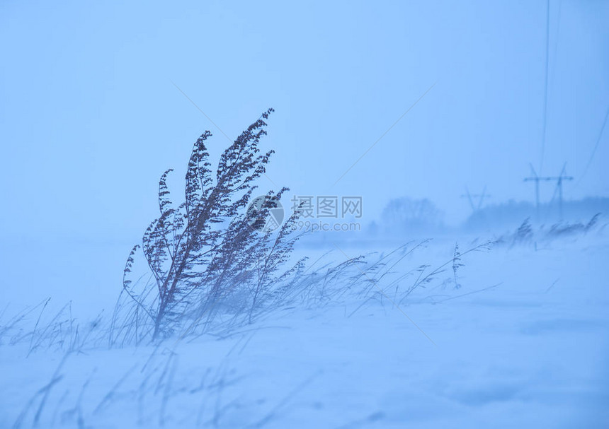 冬季暴风雪冰风暴下的干燥山艾树草图片