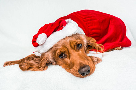 带着红色圣诞红狗可爱的圣诞礼帽白种图片