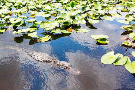 美国鳄鱼在佛罗里达韦特兰图片