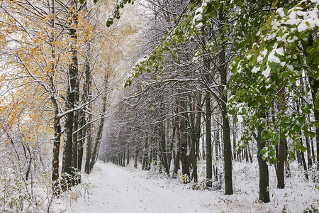 冬季风景绿树叶和黄树叶图片