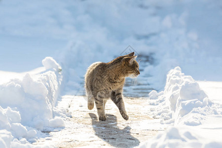 冬天雪地里美丽的猫图片