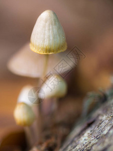 栗树林中的小蘑菇图片