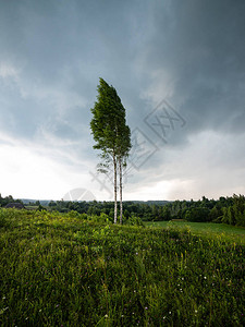 夏季树在阴云的天空背景图片