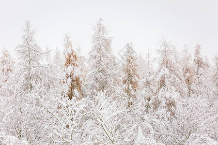 冬季森林有雪覆盖的树枝图片