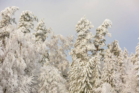 冬季森林有雪覆盖的树枝图片