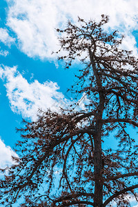 死干松树剪影反对蓝天背景图片