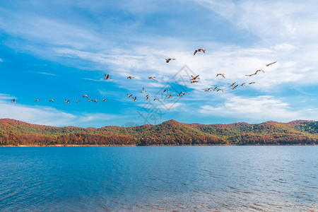 一群鹅鸟在湖上飞翔湖边有美图片