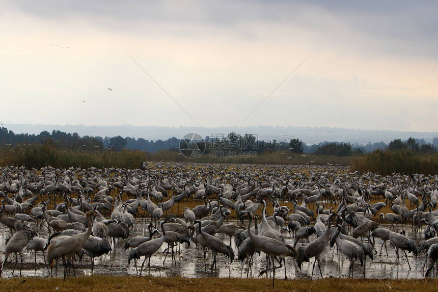 数以百万计的候鸟在秋季前往非洲的途中在呼拉湖停留图片