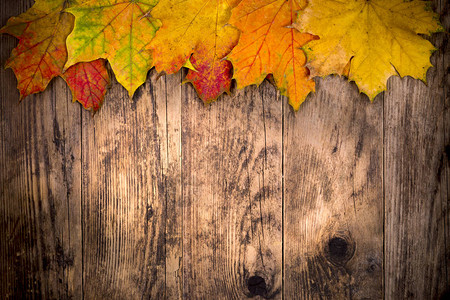 秋天彩色树叶背景图片