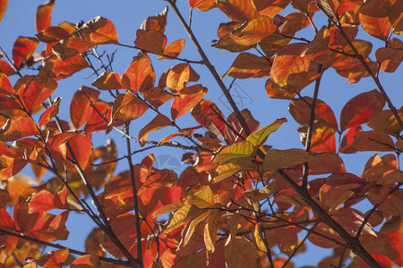 秋季绉桃金娘叶子和树枝图片