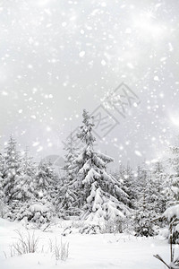 山中积雪的松树林图片