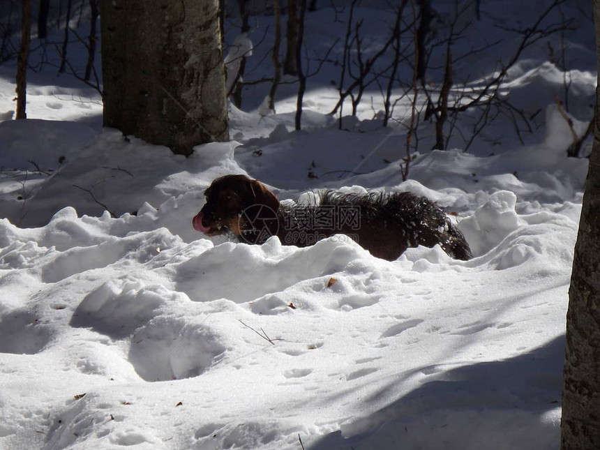 冬季森林和狗冬天的低潮图片