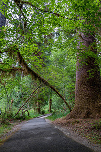 美国华盛顿州奥林匹亚公园温带霍赫雨林中树木和桥梁覆盖着苔稼和桥图片