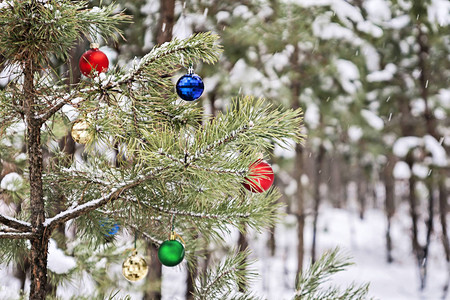 在白雪皑的松树林中装饰圣诞树图片