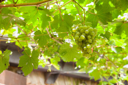 西班牙农村白葡萄的景象白色葡萄图片