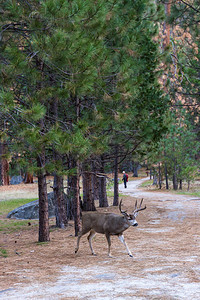 成年男骆驼鹿或公鹿在步行路线附近行走背景图片