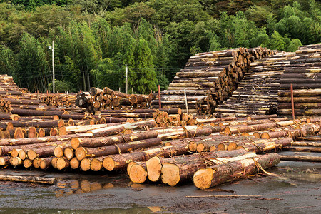 森林附近有大型木桩的景观图片