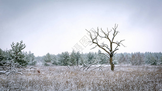 冬季森林草地上的老树图片