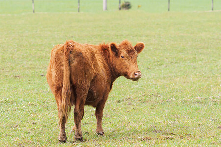 牛新西兰农场的牲畜图片
