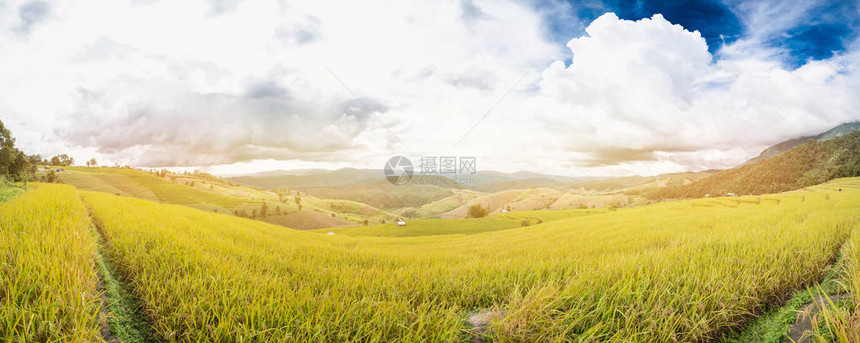 泰国清迈陆地稻田全景图片