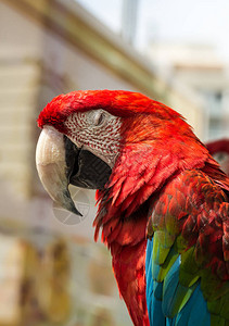 金刚鹦鹉红色和蓝色的羽毛图片