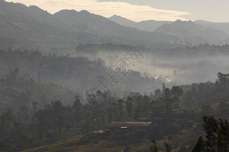 清晨山谷里在斯里兰克高原地区有茶叶种植高清图片