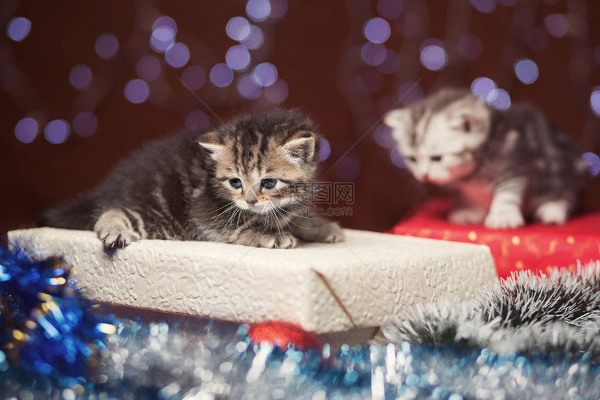 两只可爱的小苏格兰小猫坐在礼物盒上圣诞灯的布基背景图片