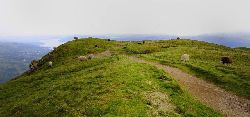 苍鹭派克山顶上的绵羊图片