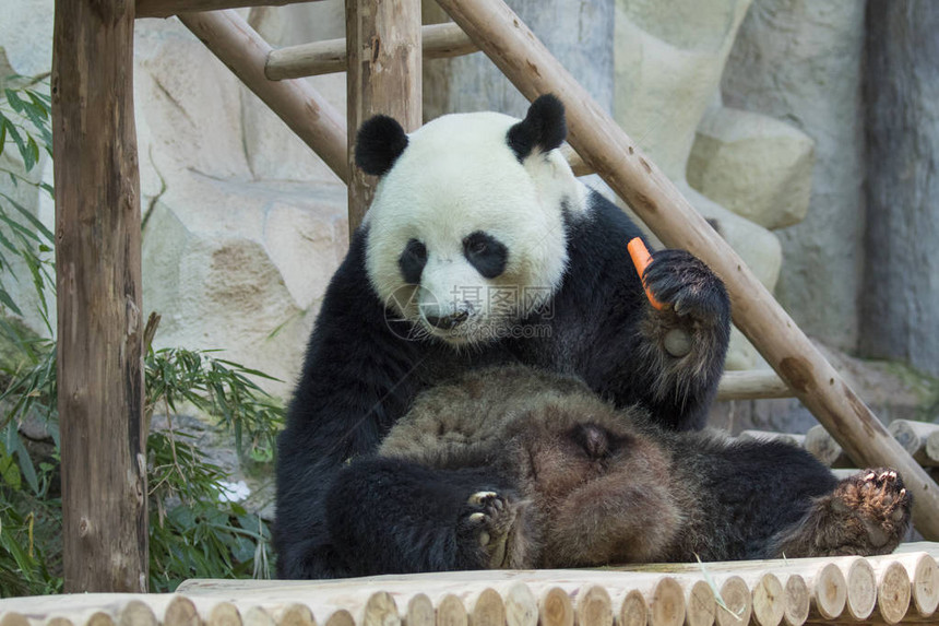 自然背景下的熊猫形象野生动物图片