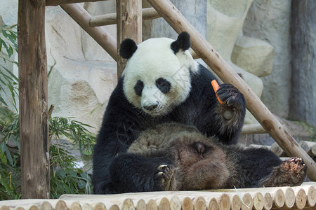 自然背景下的熊猫形象野生动物图片