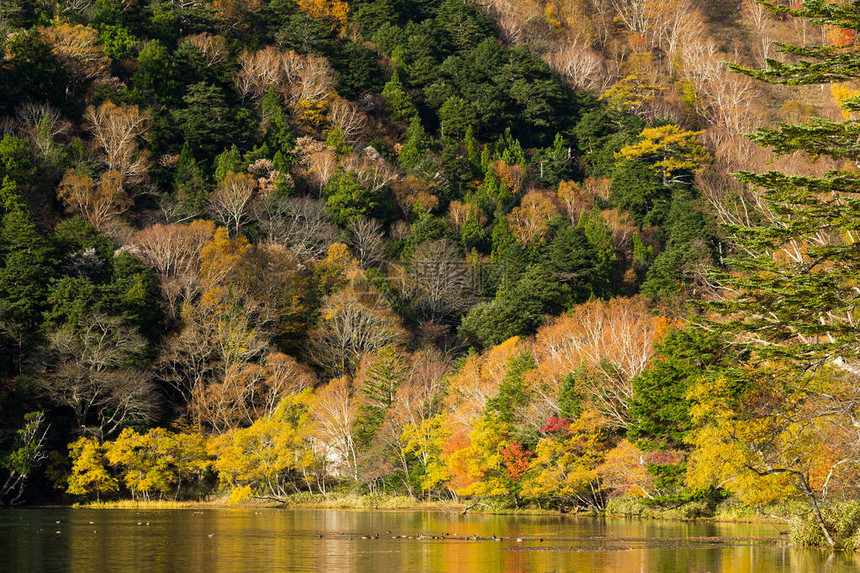 秋天季节的湖日本图片