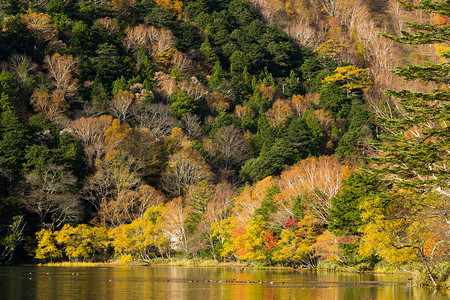 秋天季节的湖日本图片