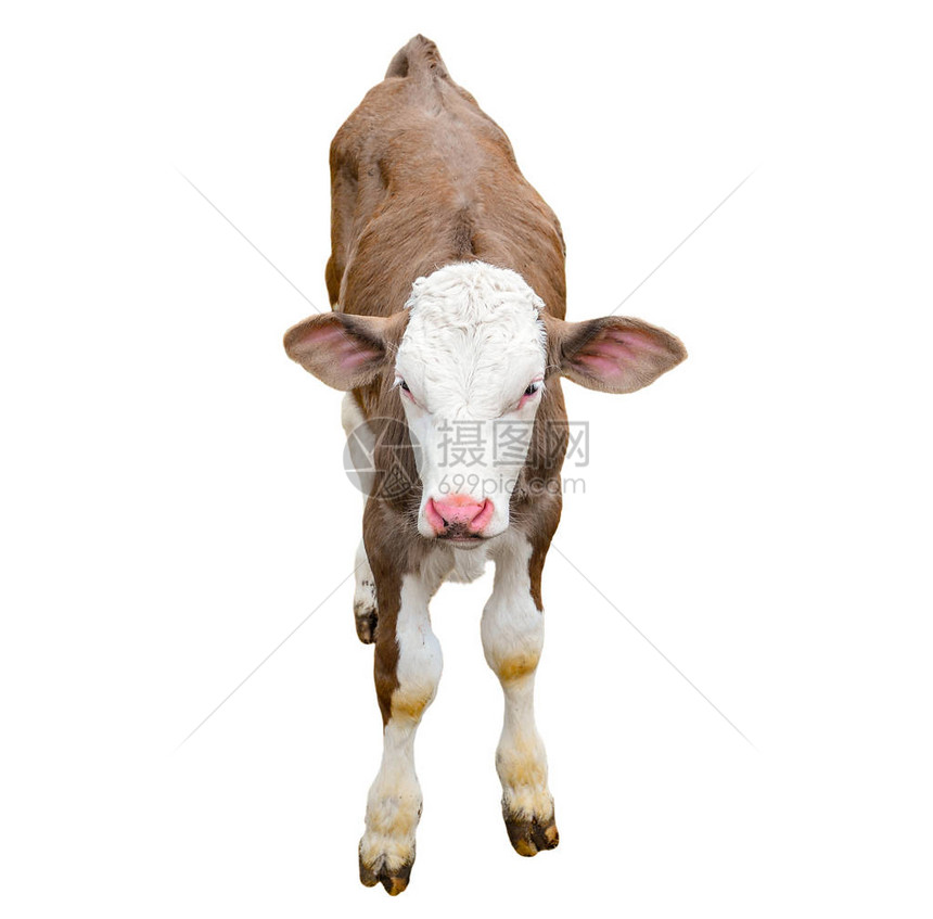 有趣的可爱小牛上白色孤立看着相机棕色年轻母牛关闭有趣的好奇小牛农场动物小牛近图片