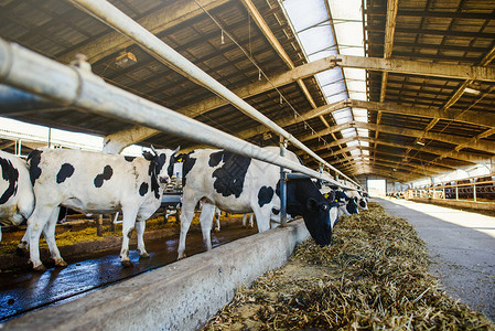 现代农场牛棚挤奶牛吃干草图片