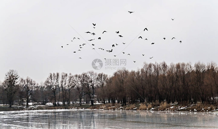 成群的鸟儿飞上冰湖和白雪皑的森林景观图片