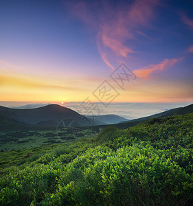 日出时山田上的青草夏天美丽的自然风背景图片