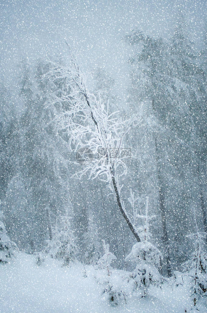 下雪时树林的神秘冬季风景新年旅行孤独图片