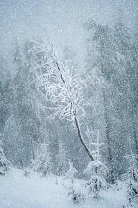下雪时树林的神秘冬季风景新年旅行孤独图片