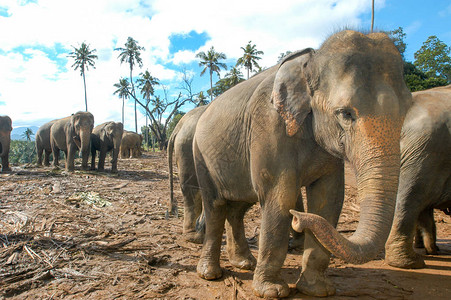 斯里兰卡Pinnewala大象孤儿图片