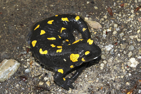 黑黄色斑点火蝾螈蝾螈图片