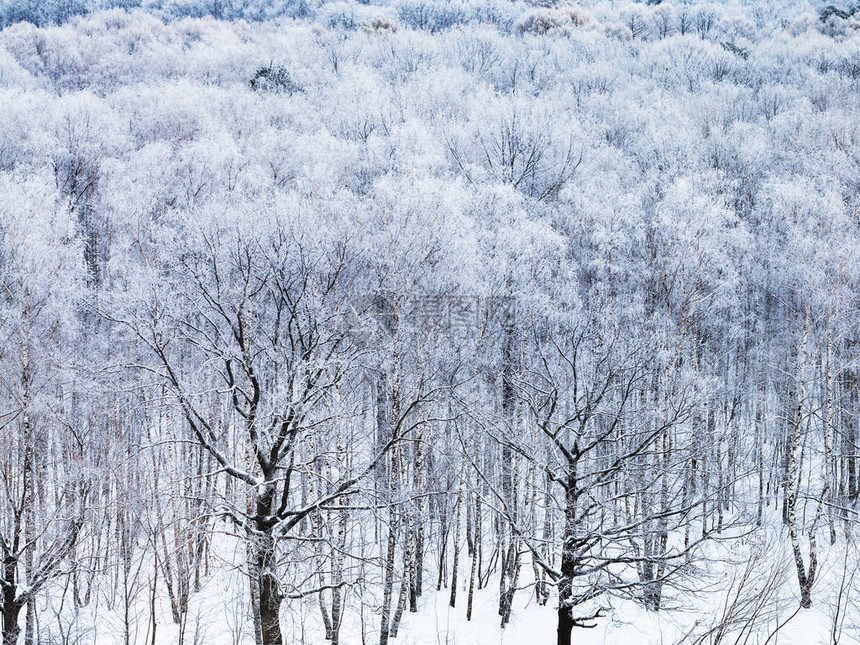 在冬天的早晨被雪覆盖的橡树图片