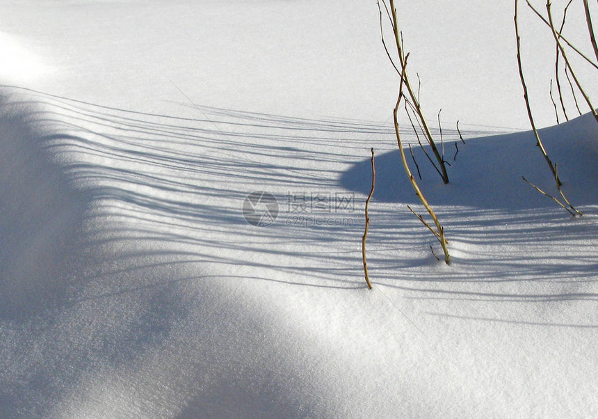 阳光下雪地上的茎图片