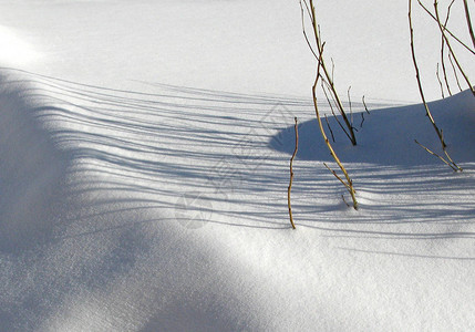 阳光下雪地上的茎图片