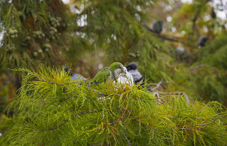 公园树枝上的鹦鹉和鸽子西图片