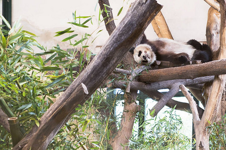 大熊猫睡在树上的照片图片