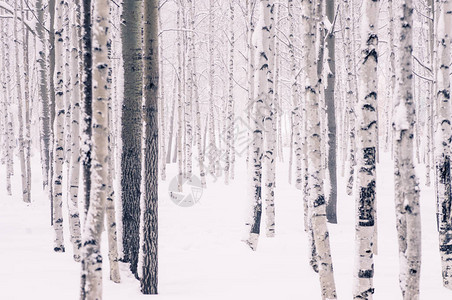在美丽的冬季森林中白草树和雪上的其他树图片