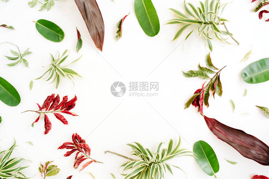 白色背景上的红色和绿色花瓣和叶子平躺图片