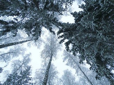 寒冷的日子里的冬季森林景观背景图片